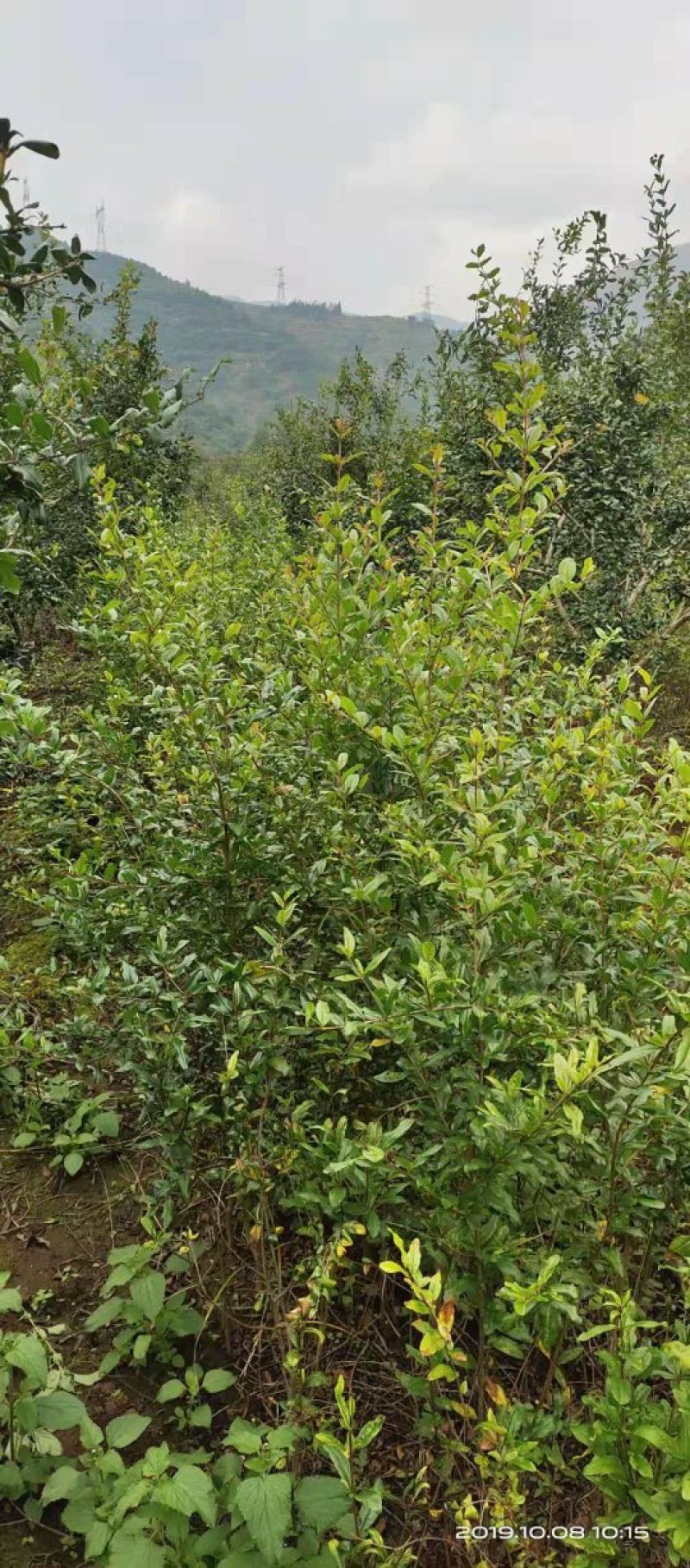 突尼斯软籽石榴树苗免费提供种植技术指导