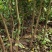 突尼斯软籽石榴树苗免费提供种植技术指导