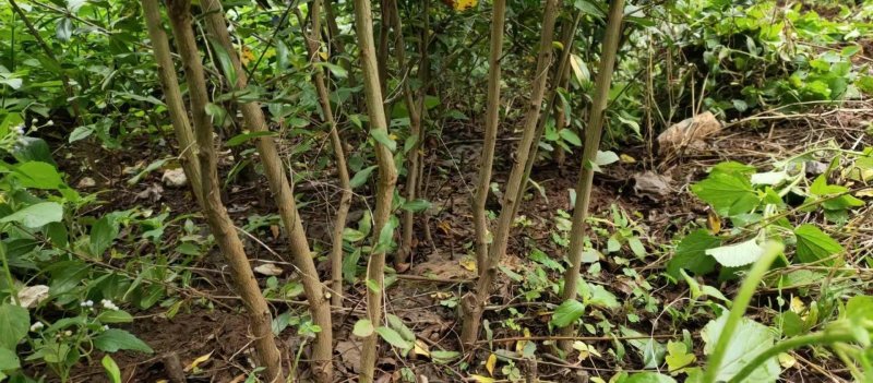 突尼斯软籽石榴树苗免费提供种植技术指导