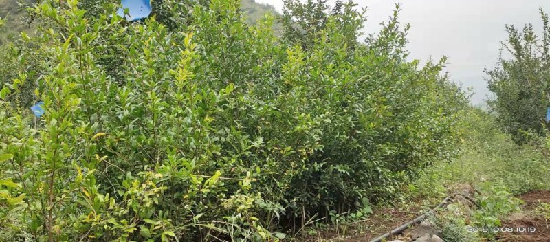 突尼斯软籽石榴树苗免费提供种植技术指导