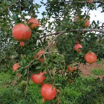 突尼斯软籽石榴树苗免费提供种植技术指导