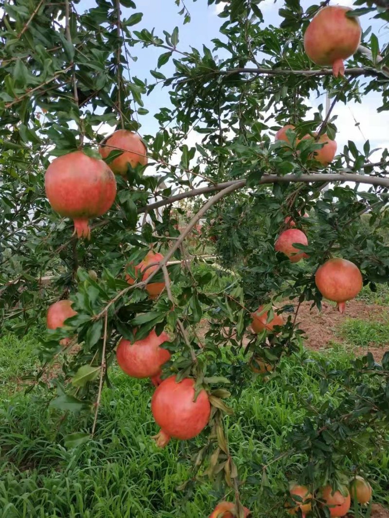 突尼斯软籽石榴树苗免费提供种植技术指导