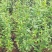 突尼斯软籽石榴树苗免费提供种植技术指导