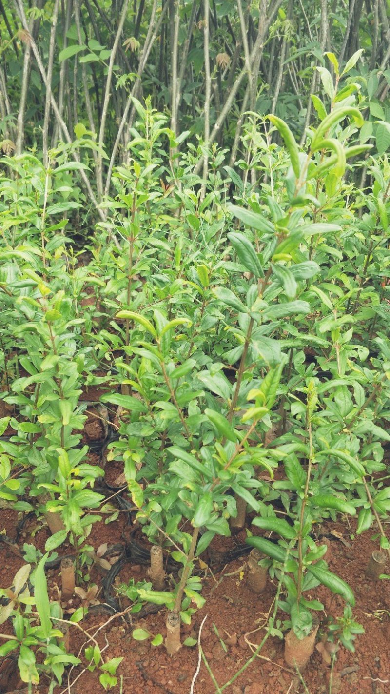 突尼斯软籽石榴树苗免费提供种植技术指导