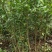 突尼斯软籽石榴树苗免费提供种植技术指导