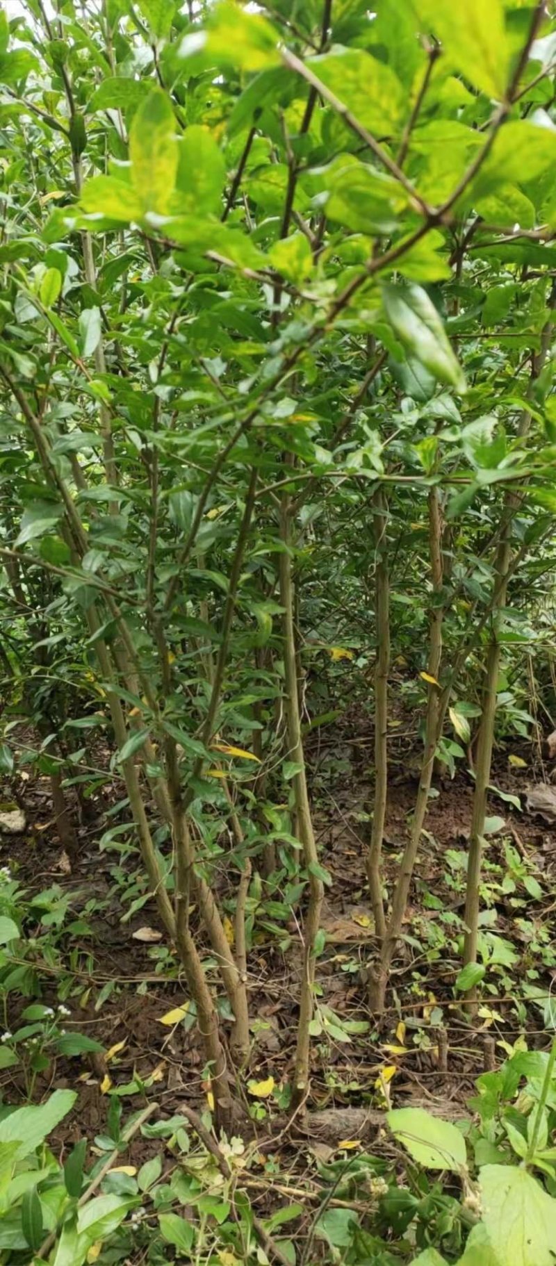 突尼斯软籽石榴树苗免费提供种植技术指导