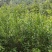突尼斯软籽石榴树苗免费提供种植技术指导