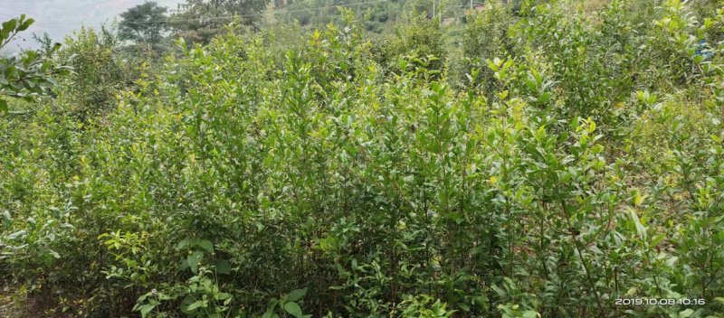 突尼斯软籽石榴树苗免费提供种植技术指导