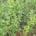 突尼斯软籽石榴树苗免费提供种植技术指导