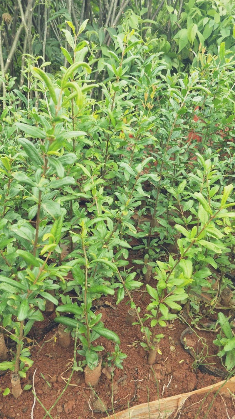 突尼斯软籽石榴树苗免费提供种植技术指导