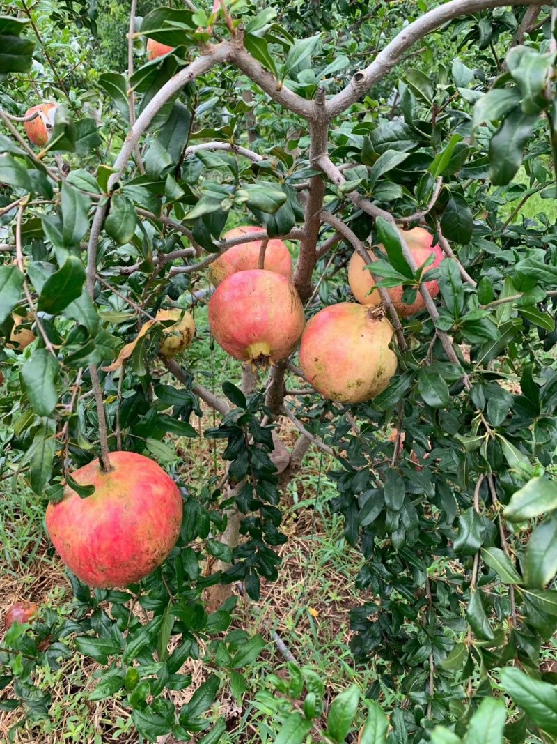 突尼斯软籽石榴树苗免费提供种植技术指导