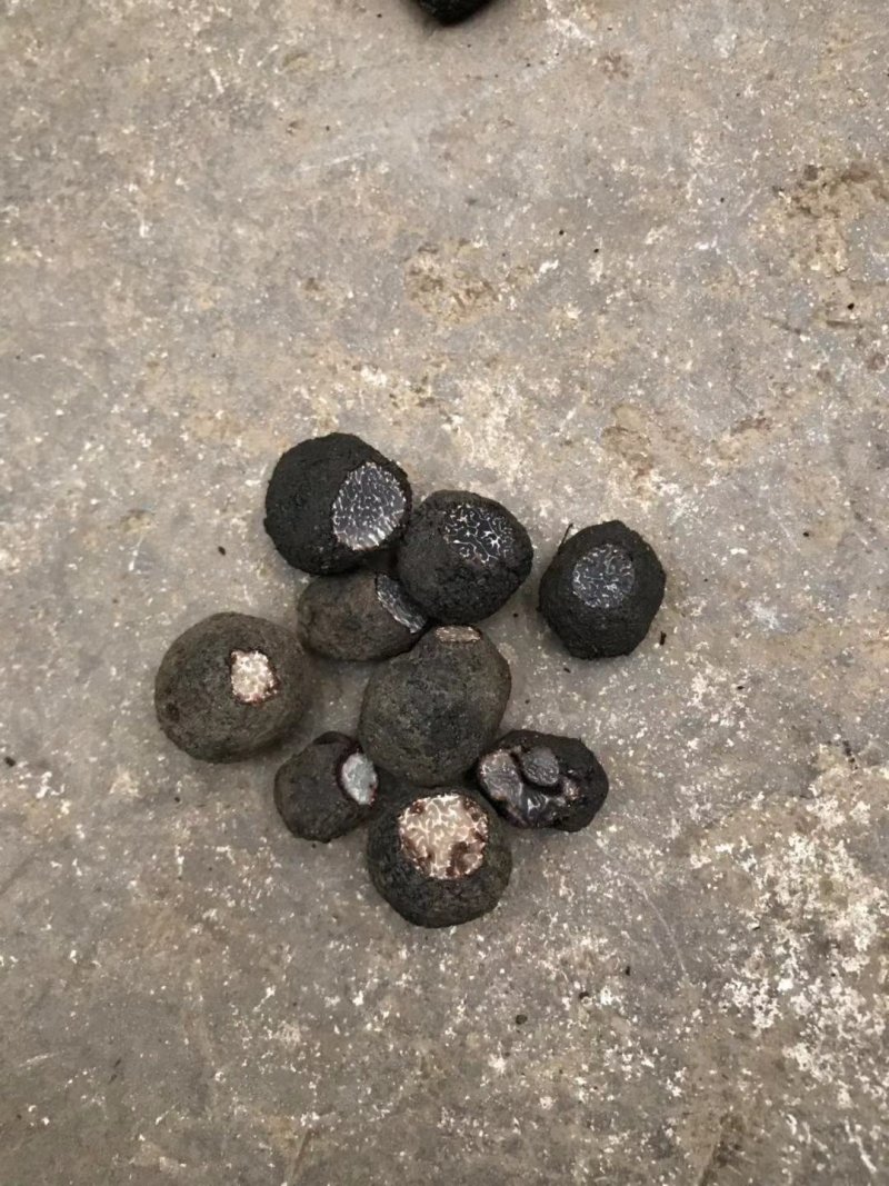 冰冻块菌冻块菌松露一首货源甄选品质质优价廉