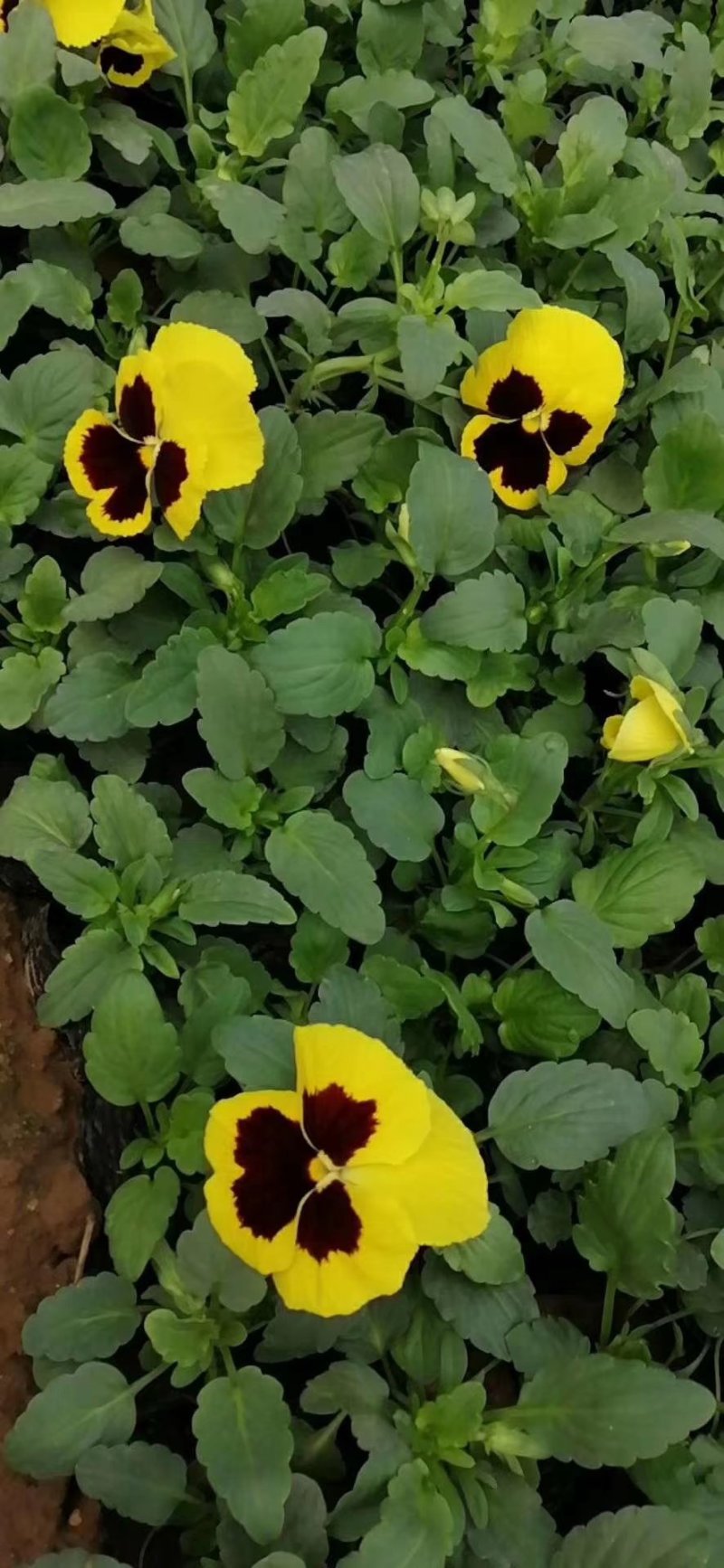 三色堇冬季花