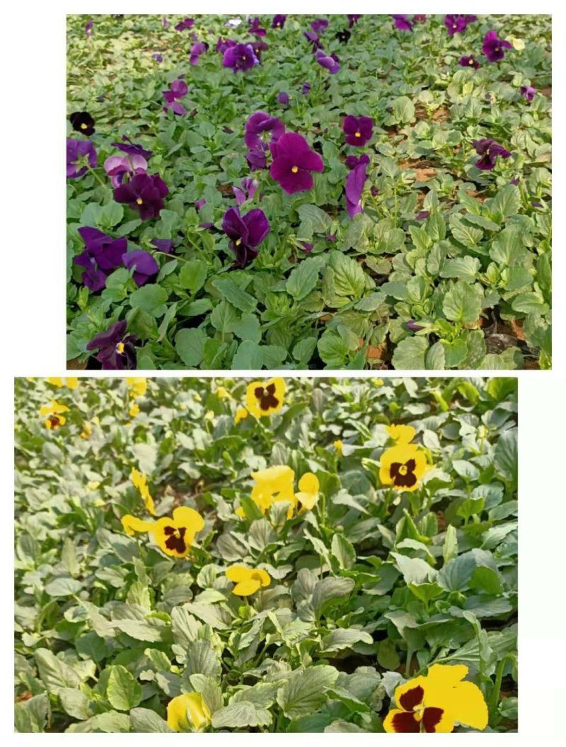 三色堇冬季花