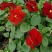 三色堇冬季花