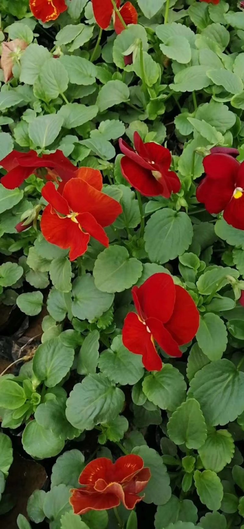 三色堇冬季花