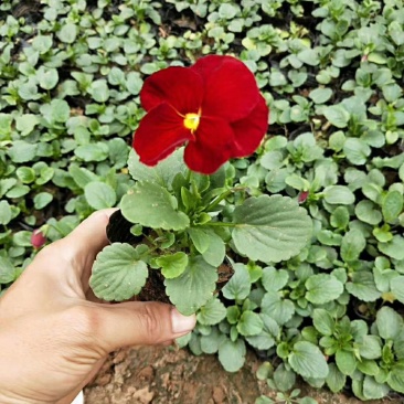 三色堇冬季花