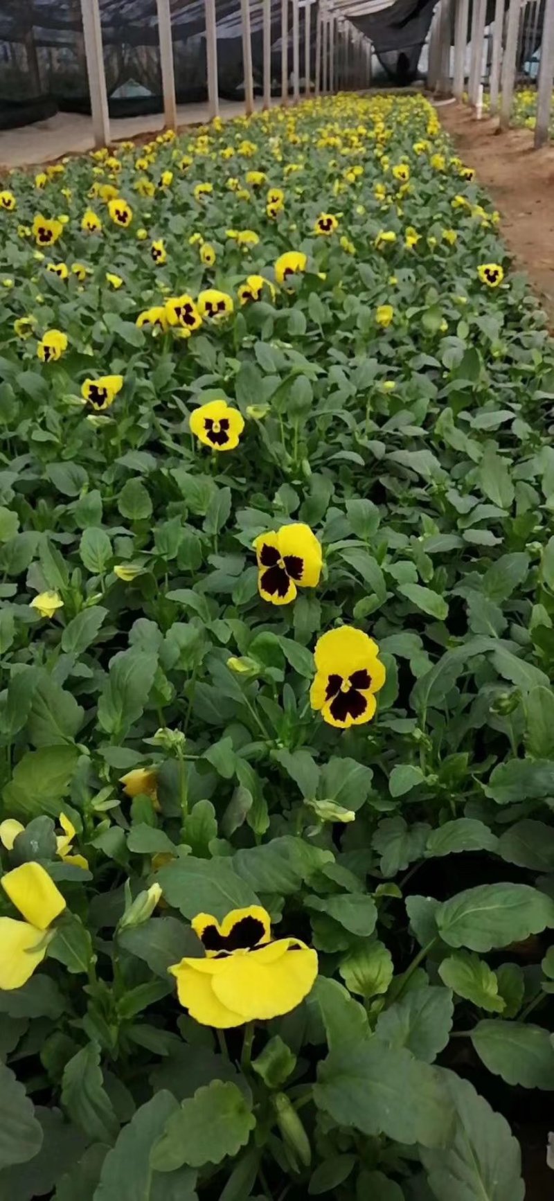 三色堇冬季花