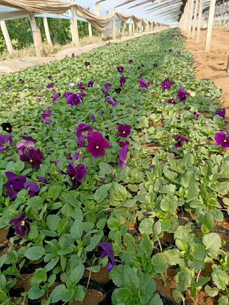 三色堇冬季花