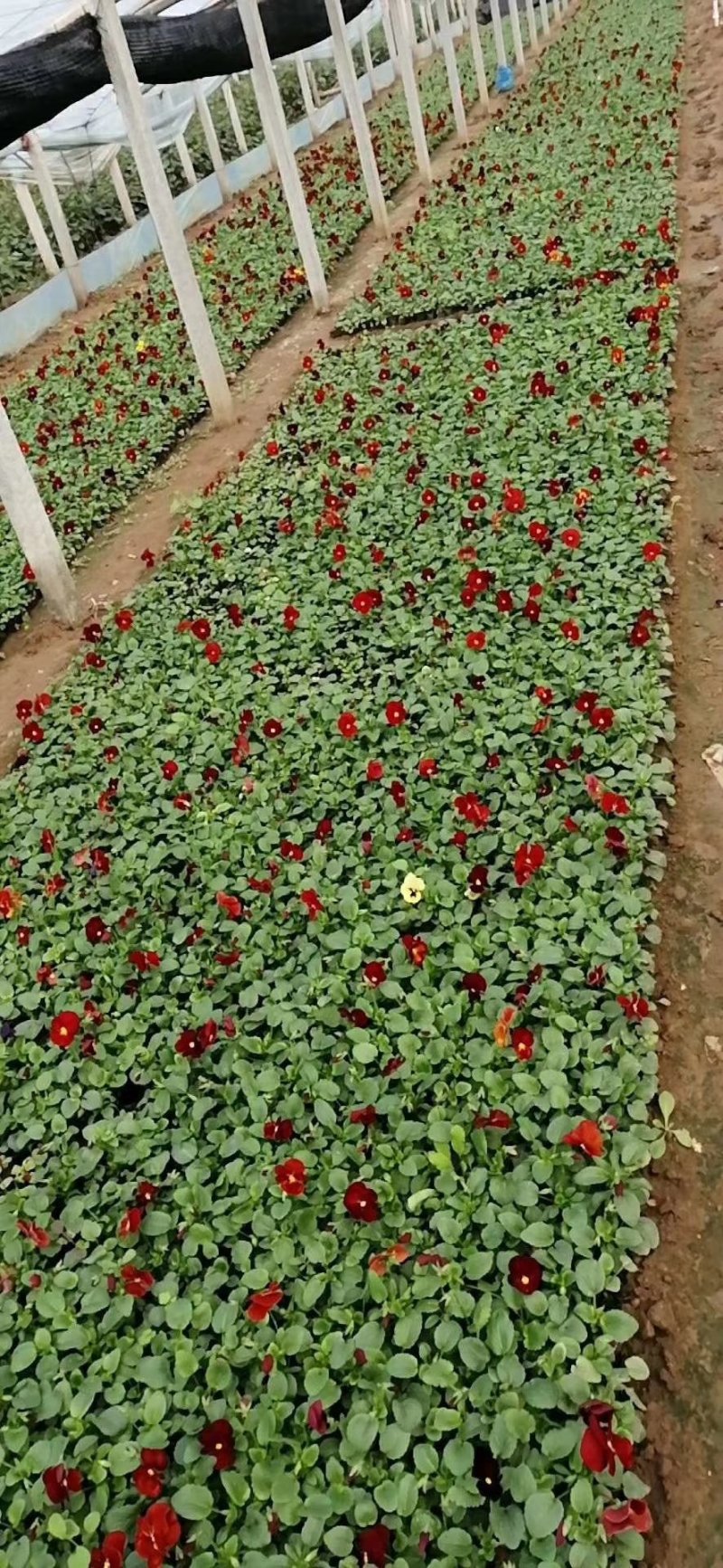 三色堇冬季花