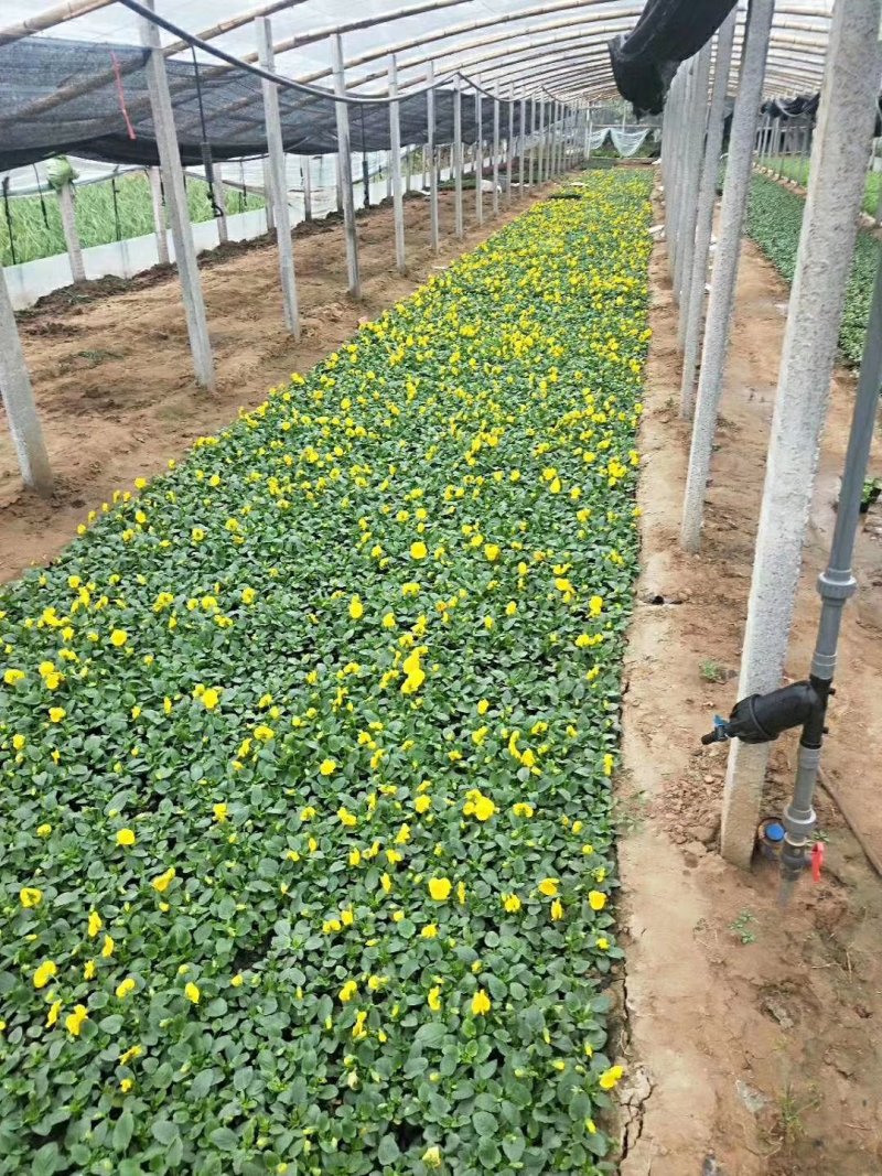 三色堇冬季花