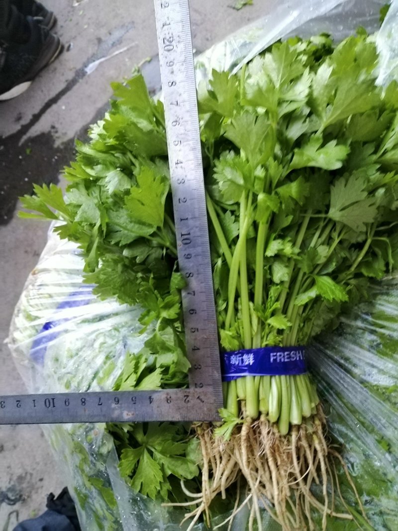 芹菜苗15~30cm，特菜批发