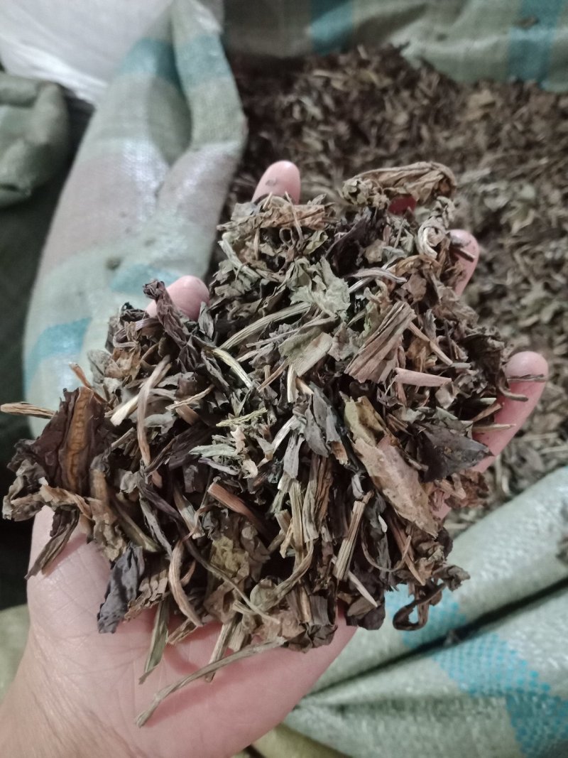大青叶各种草药中药材批发零售各种规格草药欢迎选购
