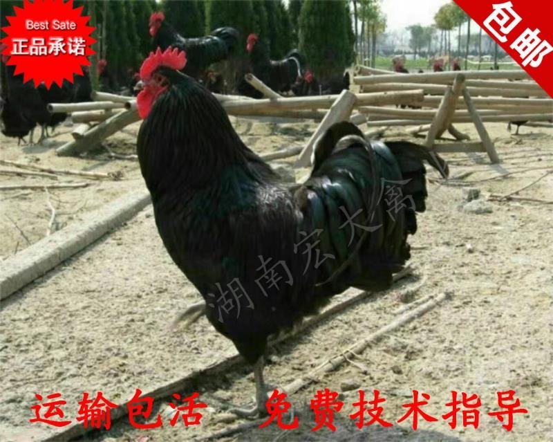 鸡苗黑土鸡苗黑鸡苗纯正土鸡苗直销黑土1.5黑土二黑