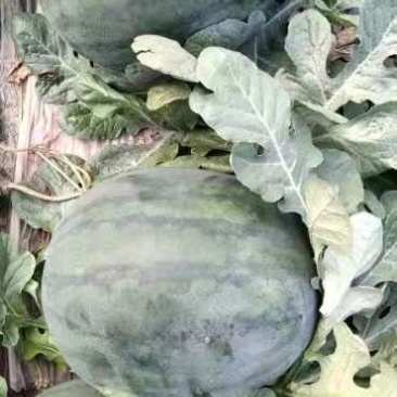 供应优质大棚花皮无籽西瓜