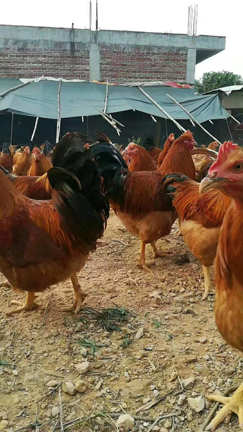 土鸡鸡苗，草鸡苗存活率高包运输，包疫苗，包技术指导