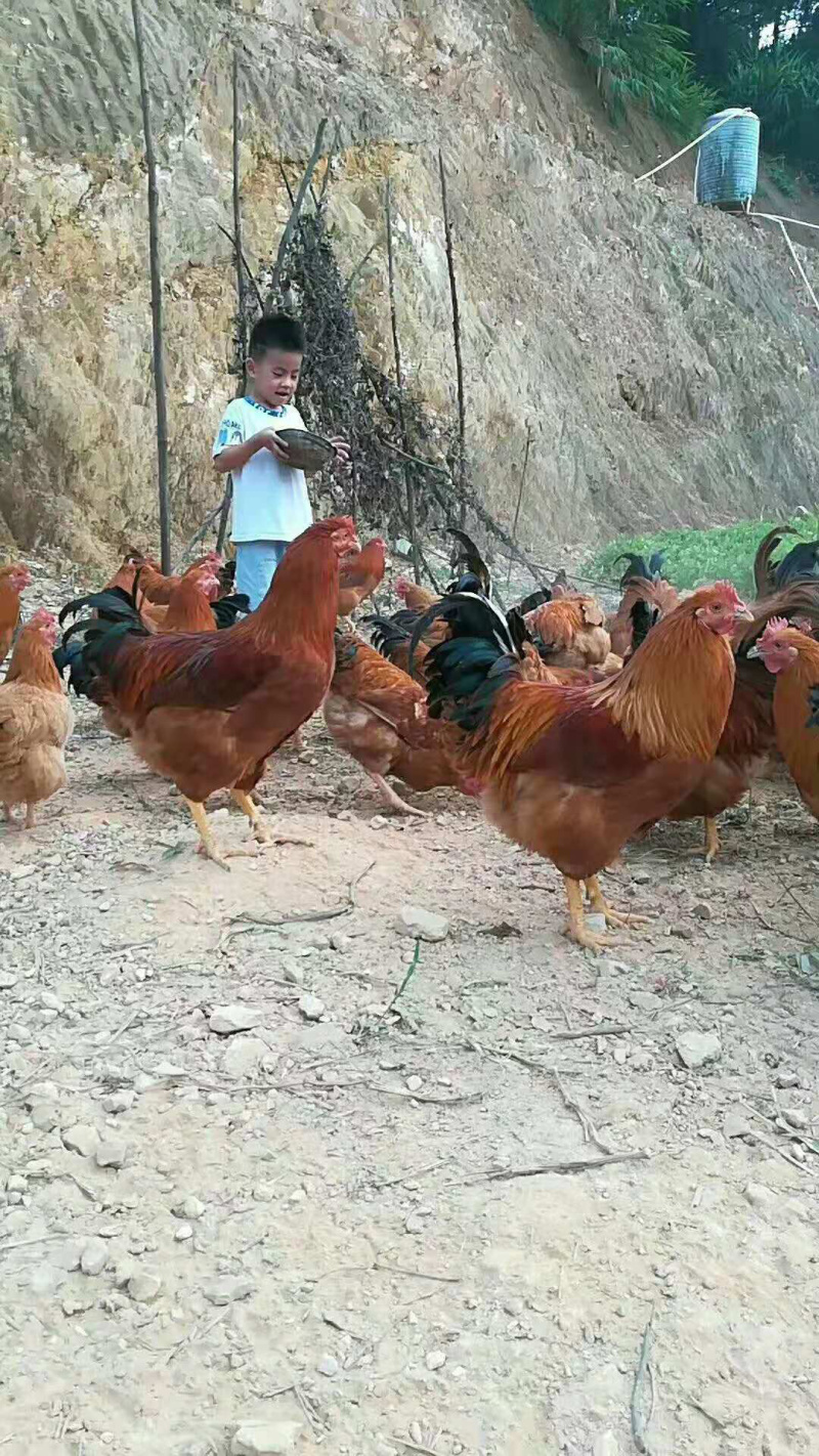 土鸡鸡苗，草鸡苗存活率高包运输，包疫苗，包技术指导