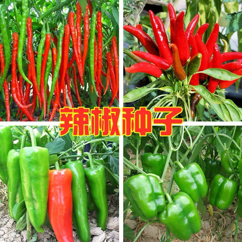 线椒种子8819线椒四季播种