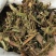 臭灵丹草千余品种供应承接订单