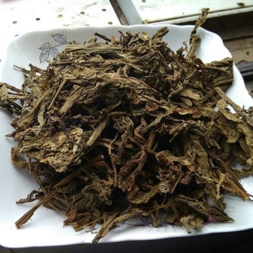 六耳棱六棱菊千余品种供应承接订单