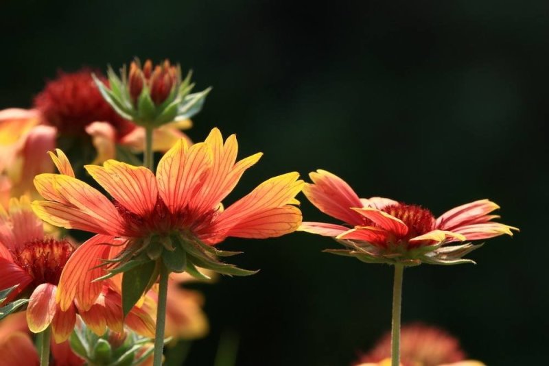 天人菊种子多年生宿根耐寒园林景观绿化花卉园艺种籽庭院