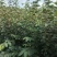 富平尖柿子嫁接的成品树苗