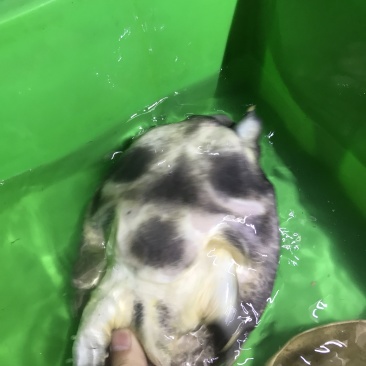 精挑黑花甲鱼2-5斤运到包活价优