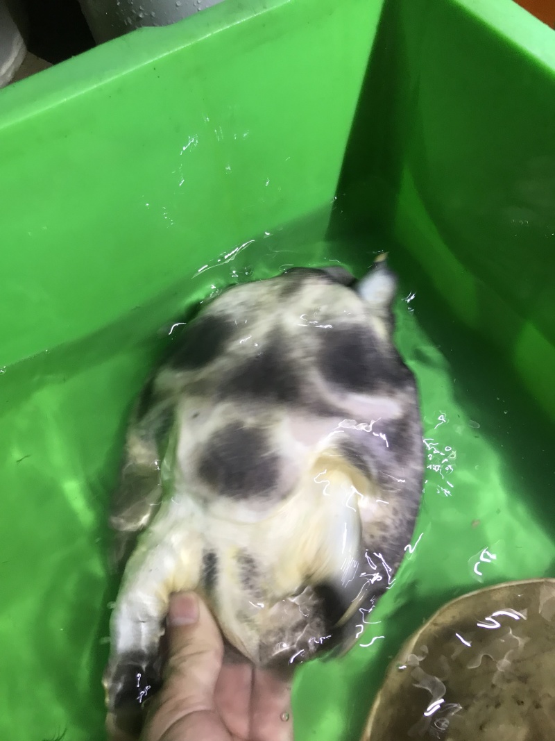 精挑黑花甲鱼2-5斤运到包活价优