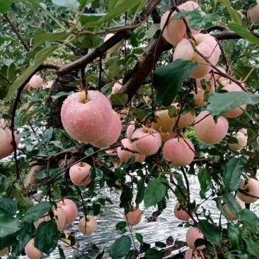 红富士苹果