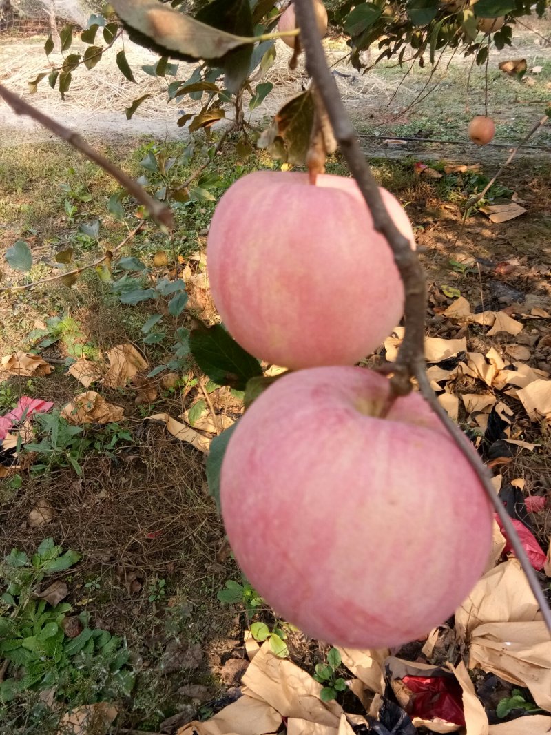 红富士苹果