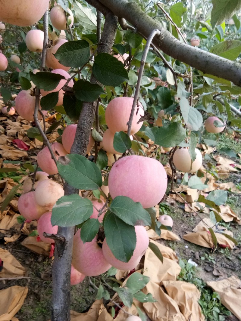 红富士苹果