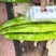 【热销】精品尖椒种植基地一手货源