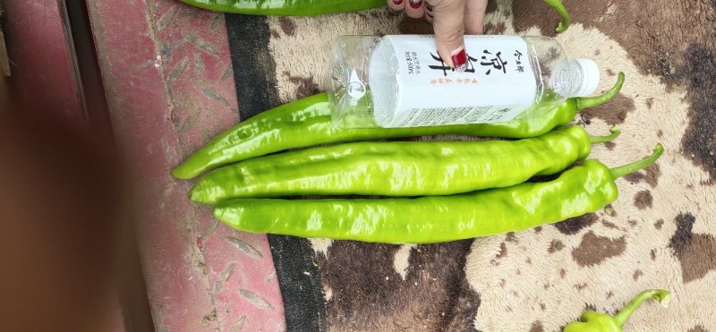 【热销】精品尖椒种植基地一手货源