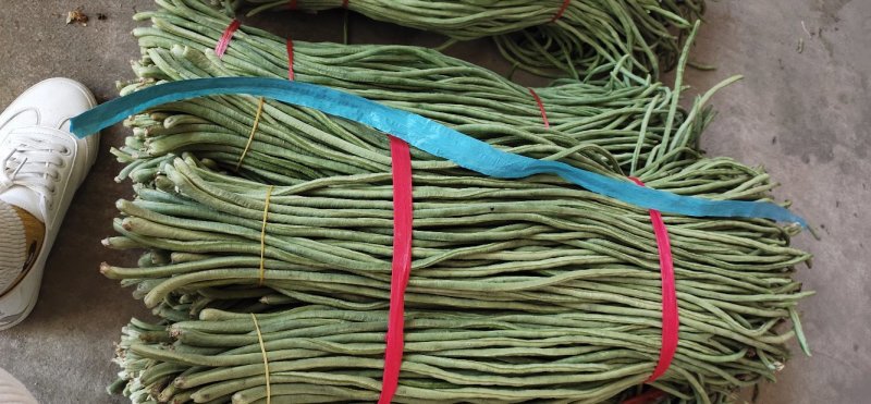 【推荐】新乐大棚蔬菜豇豆一手货源价格随行就市