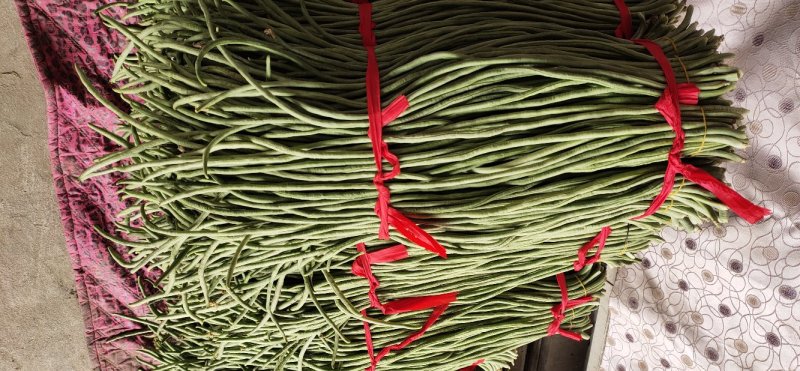 【推荐】新乐大棚蔬菜豇豆一手货源价格随行就市