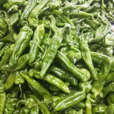 夏邑县辣椒线椒以大量上市了，品种多，质量好。