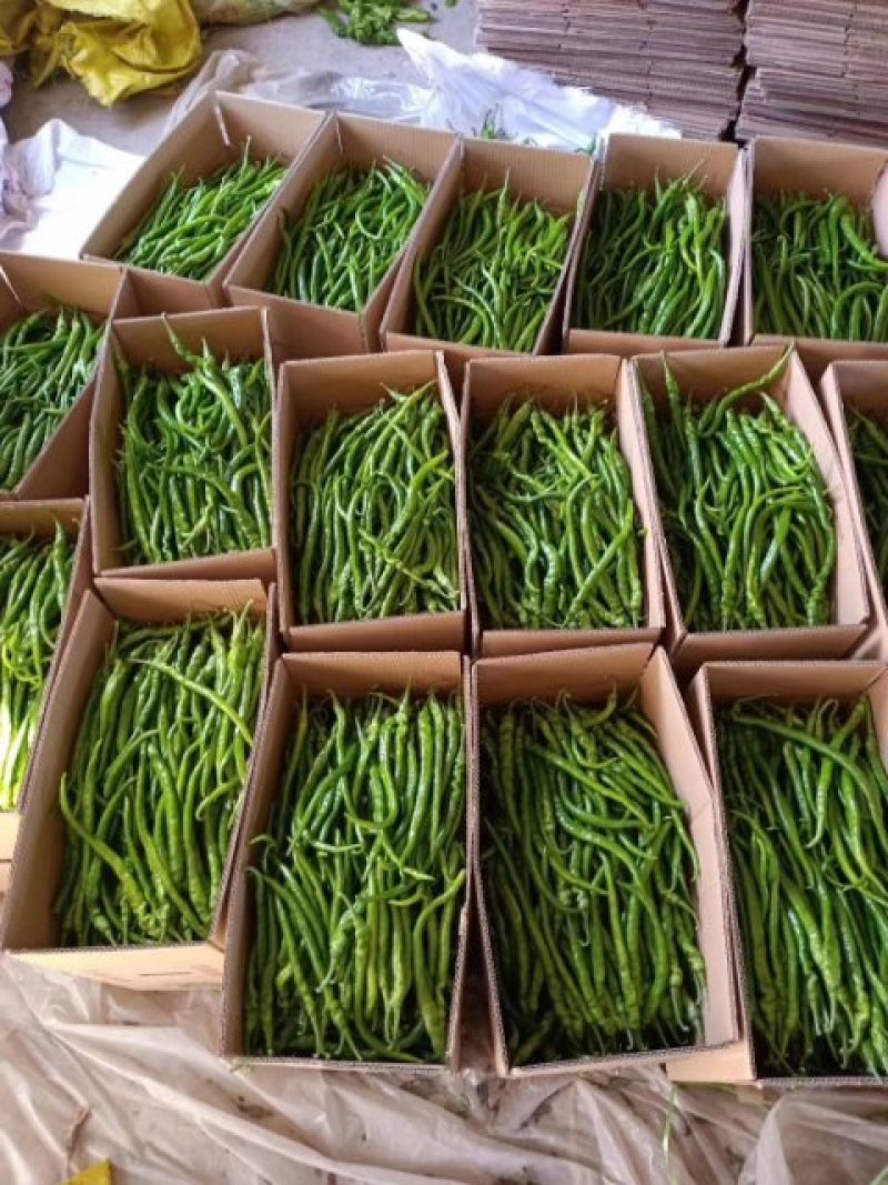 夏邑县辣椒线椒以大量上市了，品种多，质量好。