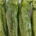 夏邑县辣椒线椒以大量上市了，品种多，质量好。