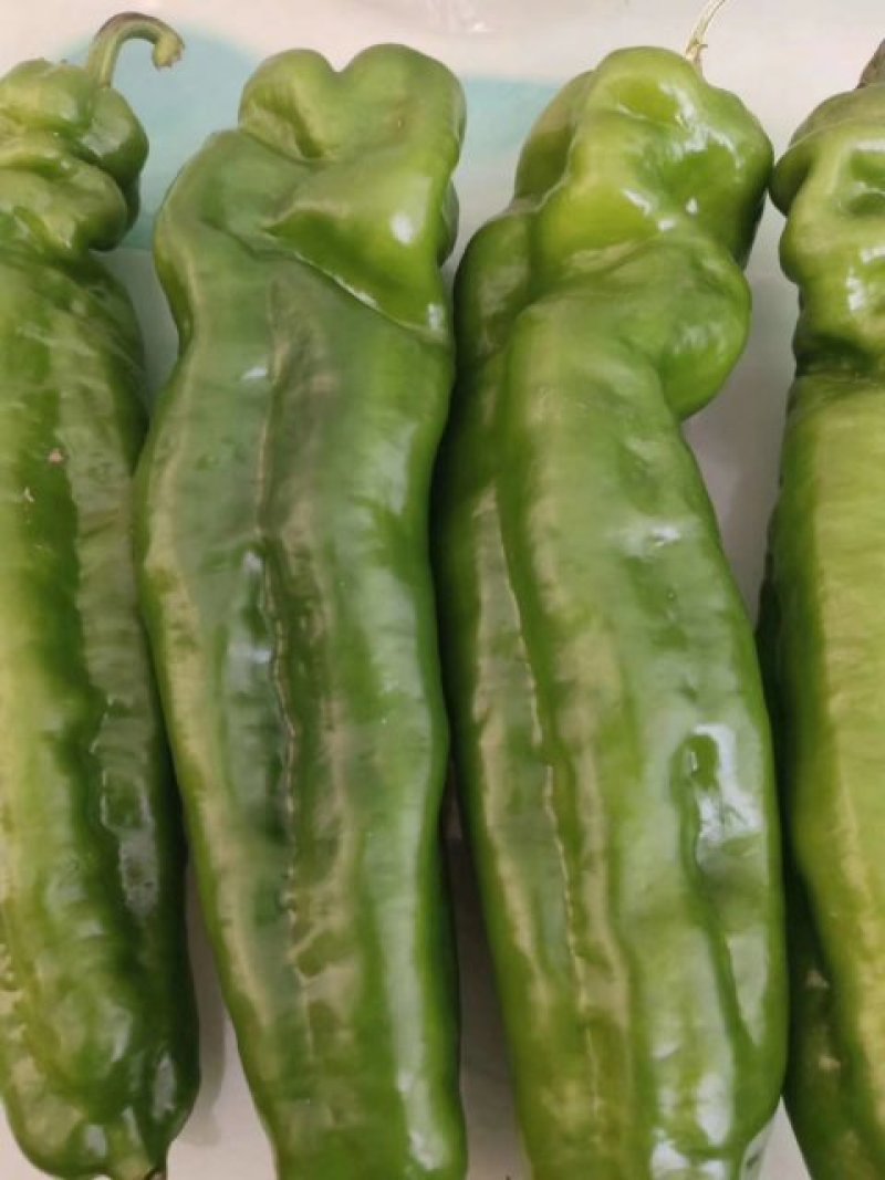 夏邑县辣椒线椒以大量上市了，品种多，质量好。