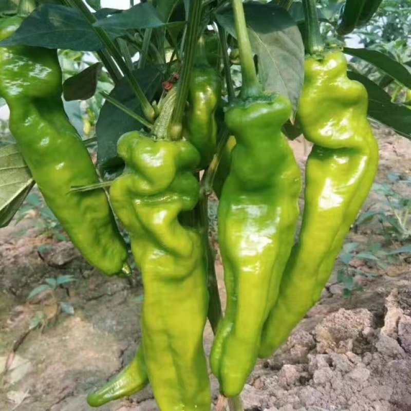 夏邑县辣椒线椒以大量上市了，品种多，质量好。